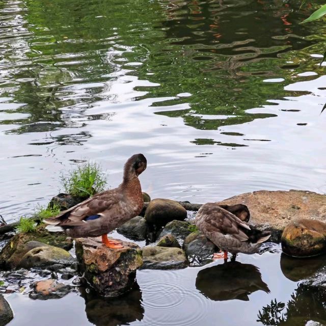 廣東四大名園之春暉園