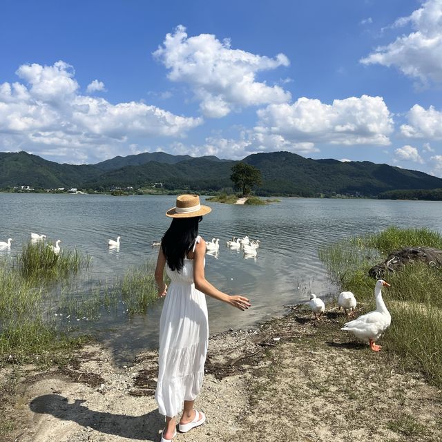 대전의 스위스 🇨🇭명상정원 왕따나무