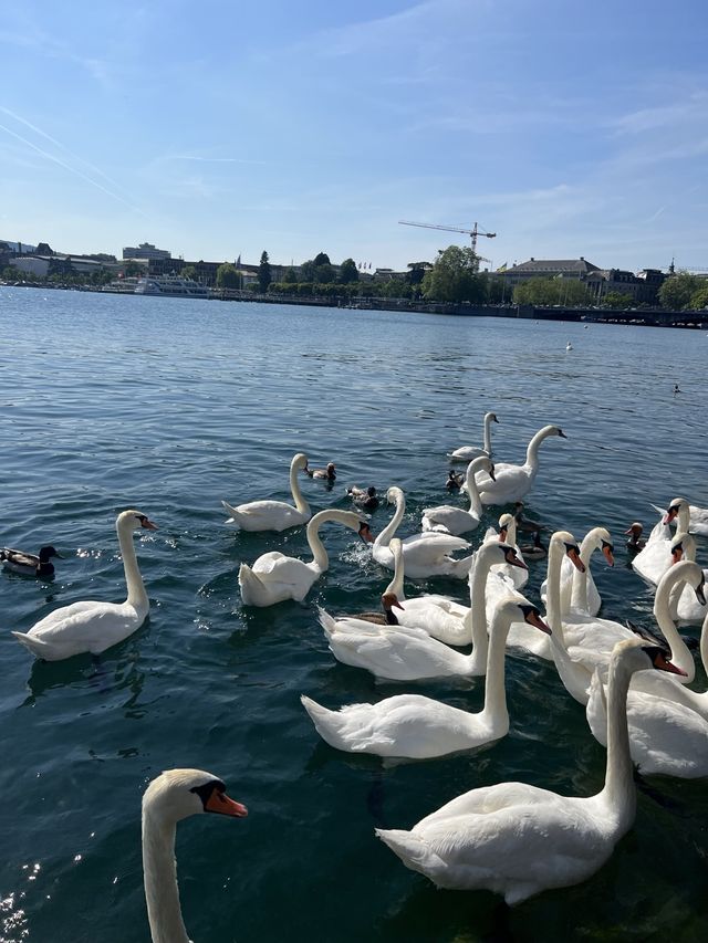 A day in Zurich 