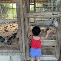 Experience Farm Life at South Palms Panglao!