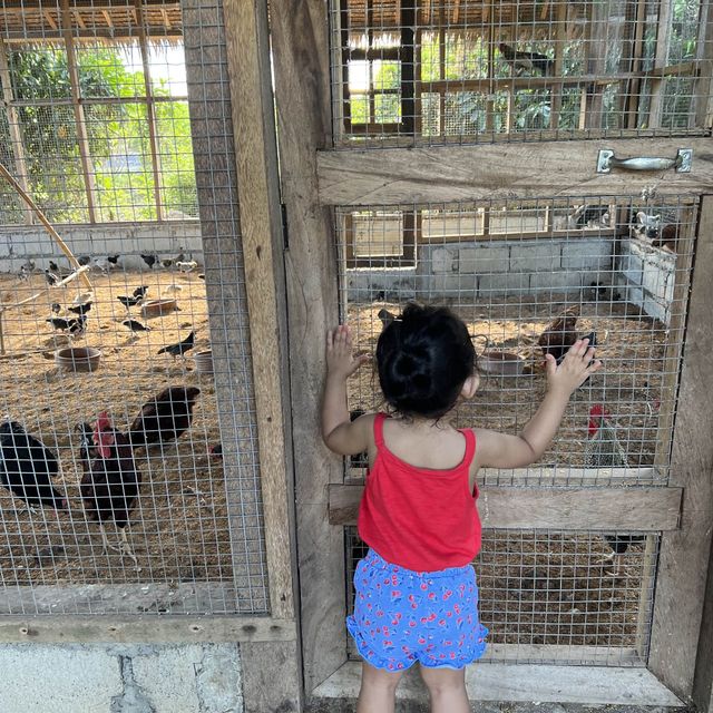 Experience Farm Life at South Palms Panglao!