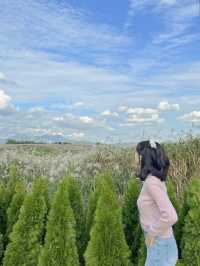 2023 하늘공원 억새축제 200% 제대로 즐기기 🌾