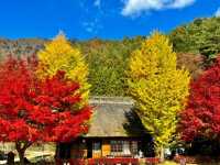 อัพเดตใบไม้เปลี่ยนสี มองเห็นวิวฟูจิกันค่ะ 🍂