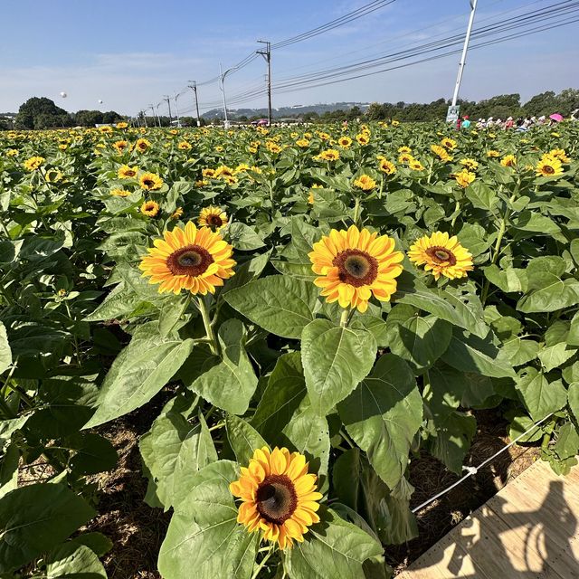 2023新社國際花海節～開跑🏃 滿滿的向日葵🌻