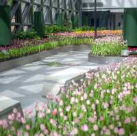 Miracle of Natural..ดอกทิวลิปบานที่ระยอง