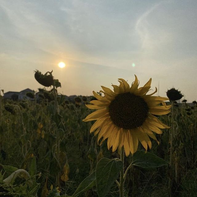 SUN FLOWER 🌻☀️