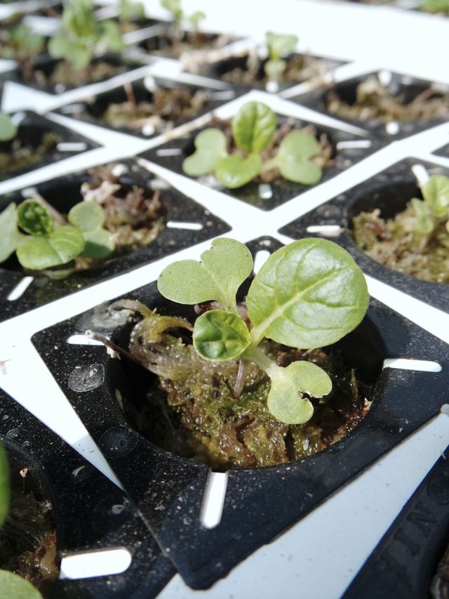 參觀粉嶺鶴藪永霖花園及水耕菜場