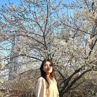 진달래,매화,산수유🌺🌼🌸 다있는 서울속 사찰 "봉은사"