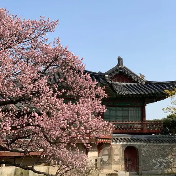 🎵봄 사랑 벚꽃 말고 창덕궁 홍매화🌸