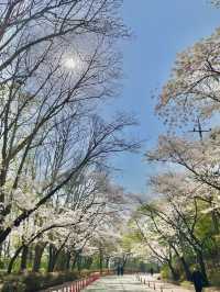 대구 벚꽃 여행지:: 두류공원🌸🌸🌸