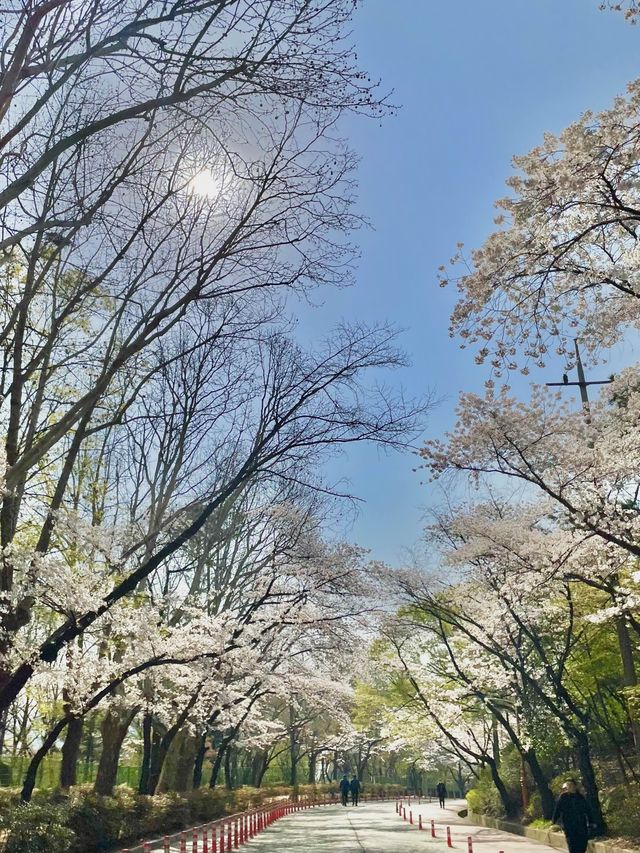 대구 벚꽃 여행지:: 두류공원🌸🌸🌸