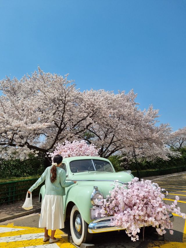 대구 최고의 벚꽃 명소, 이월드🌸