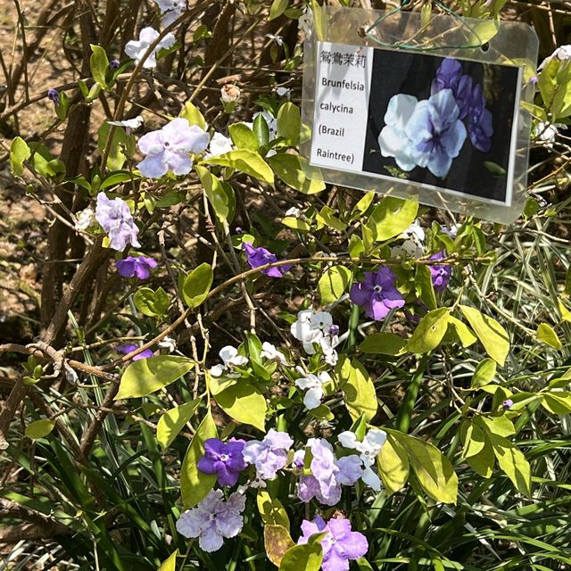 城市綠洲賞花