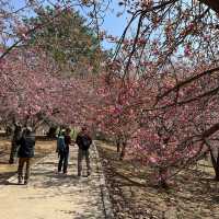 慶州景點-UNESCO世界文化遺產-佛國寺