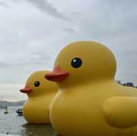 Penguins meet Rubber Ducks