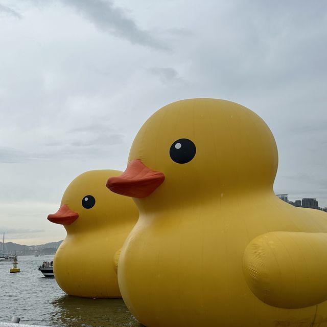 Penguins meet Rubber Ducks