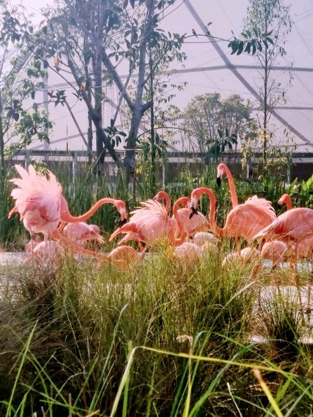 Mandai's Feathered Sanctuary - Bird Paradise