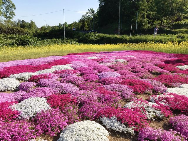 🌸少女心爆發的芝櫻之旅🌸