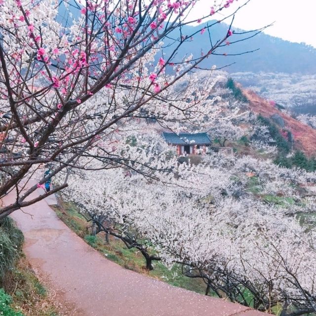 整個山頭真的狀觀和很美💮👍光陽梅花村
