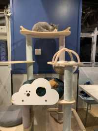[觀塘高質貓cafe🐱超上癮! 超療癒!]