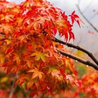Beautiful autumn leaves wet with rain