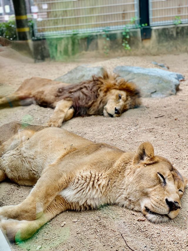 Kobe Oji Zoo 🐨🐼🐘🦩🦒