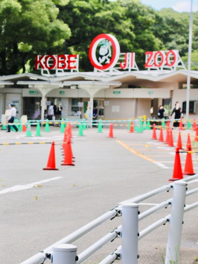 Kobe Oji Zoo 🐨🐼🐘🦩🦒