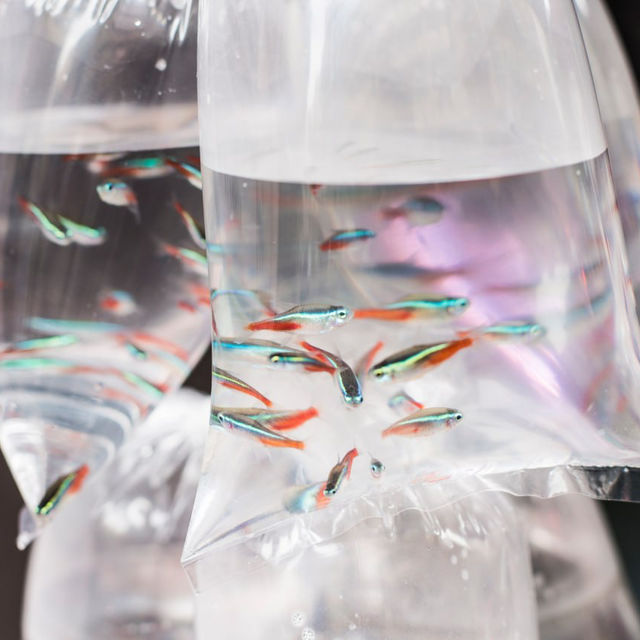 Vibrant GoldFish Market Street in Hong Kong