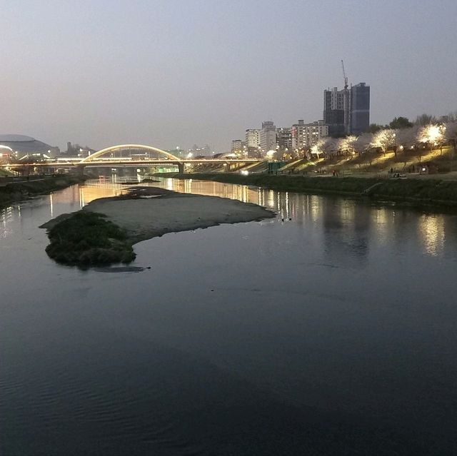 2023년 3월  안양천벚꽃 