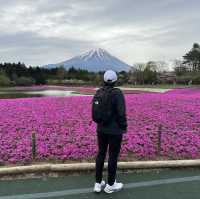 Shibazakura Fuji festival!! 