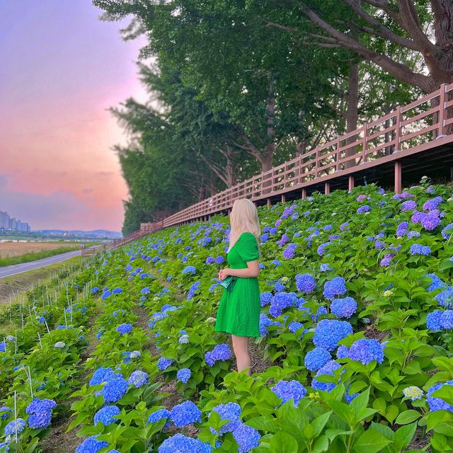 은행나무 길에 수국이?👀