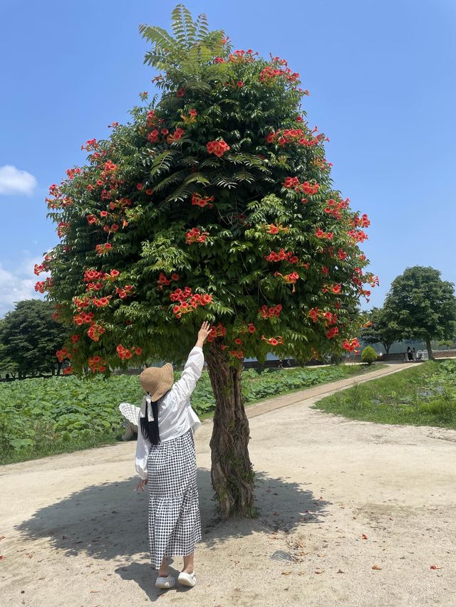 실패 없는 양평여행! 두물머리🩵