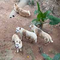 深圳野生動物園🐈‍⬛🐈‍⬛