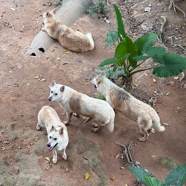 深圳野生動物園🐈‍⬛🐈‍⬛