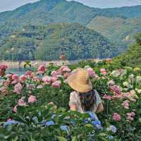 충주 호수와 수국을 함께 볼 수 있는 카페 수국여울찻집
