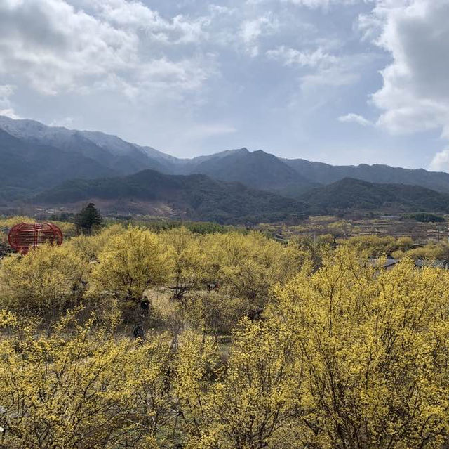 노란 산수유로 가득한, 구례 산수유 마을