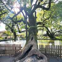 Autumn walk through Dazaifu