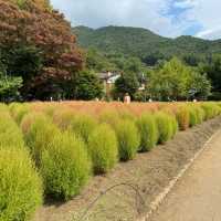 河口湖大石公園