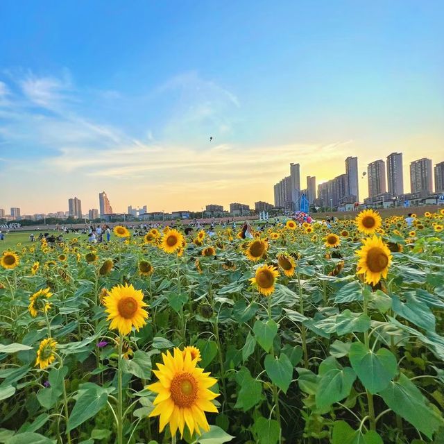 紫山公園 🌷🌳荷蘭奇幻🌷🌷