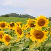 หนาวนี้ไปเที่ยวเขาใหญ่ ต้องแวะชมทานตะวันที่ไร่มณีศร