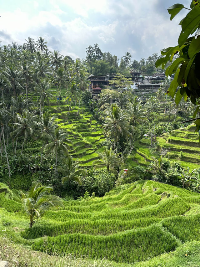 Tegalalang terraced fields - Bali