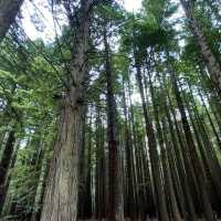 漫步紐西蘭紅木森林