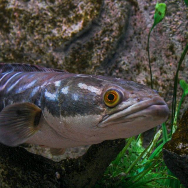 Angkor wildlife and aquarium