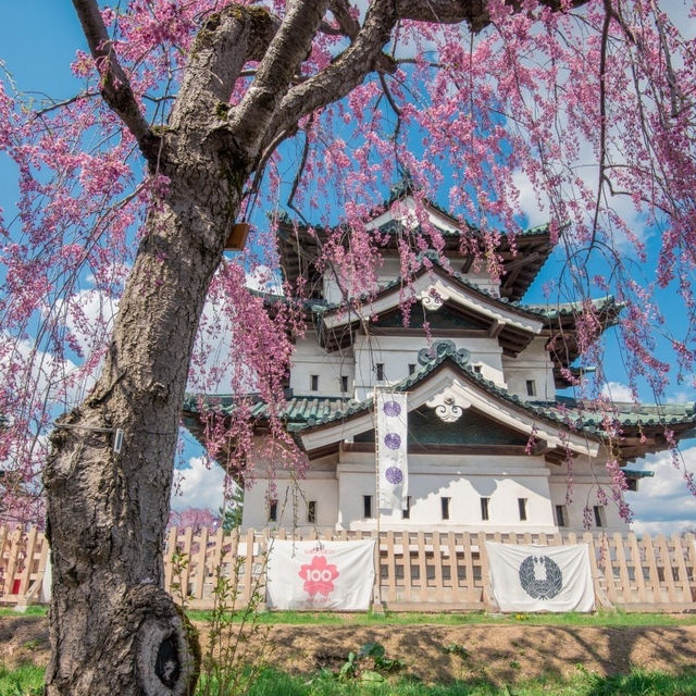 Cherry Blossoms at Hirosaki Castle