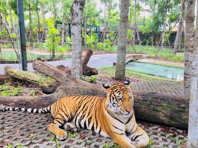 Tiger Park Pattaya