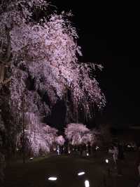 京都×夜桜 7選✨※一夜で回るルートプラン情報付 