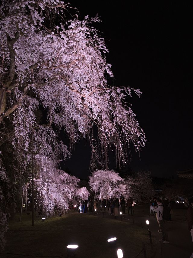 京都×夜桜 7選✨※一夜で回るルートプラン情報付 