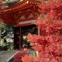 【京都】紅葉・青もみじ🍃想像を超えるスケールの自然美"東福寺"
