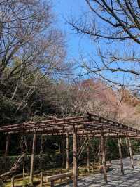 龍安寺の境内の鏡容池(おしどり池)の、水分石(みくまり石)の上には、２羽の鳥が仲良く並んでいた