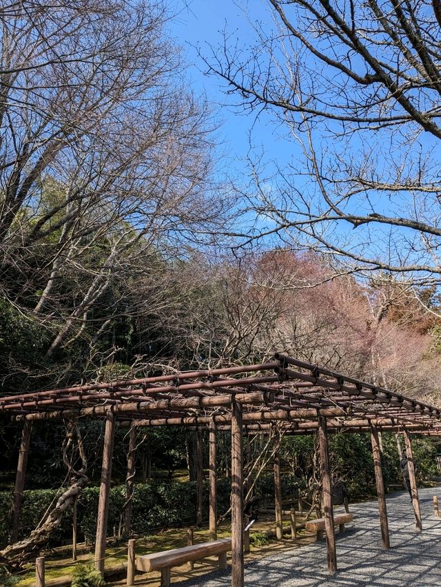 龍安寺の境内の鏡容池(おしどり池)の、水分石(みくまり石)の上には、２羽の鳥が仲良く並んでいた